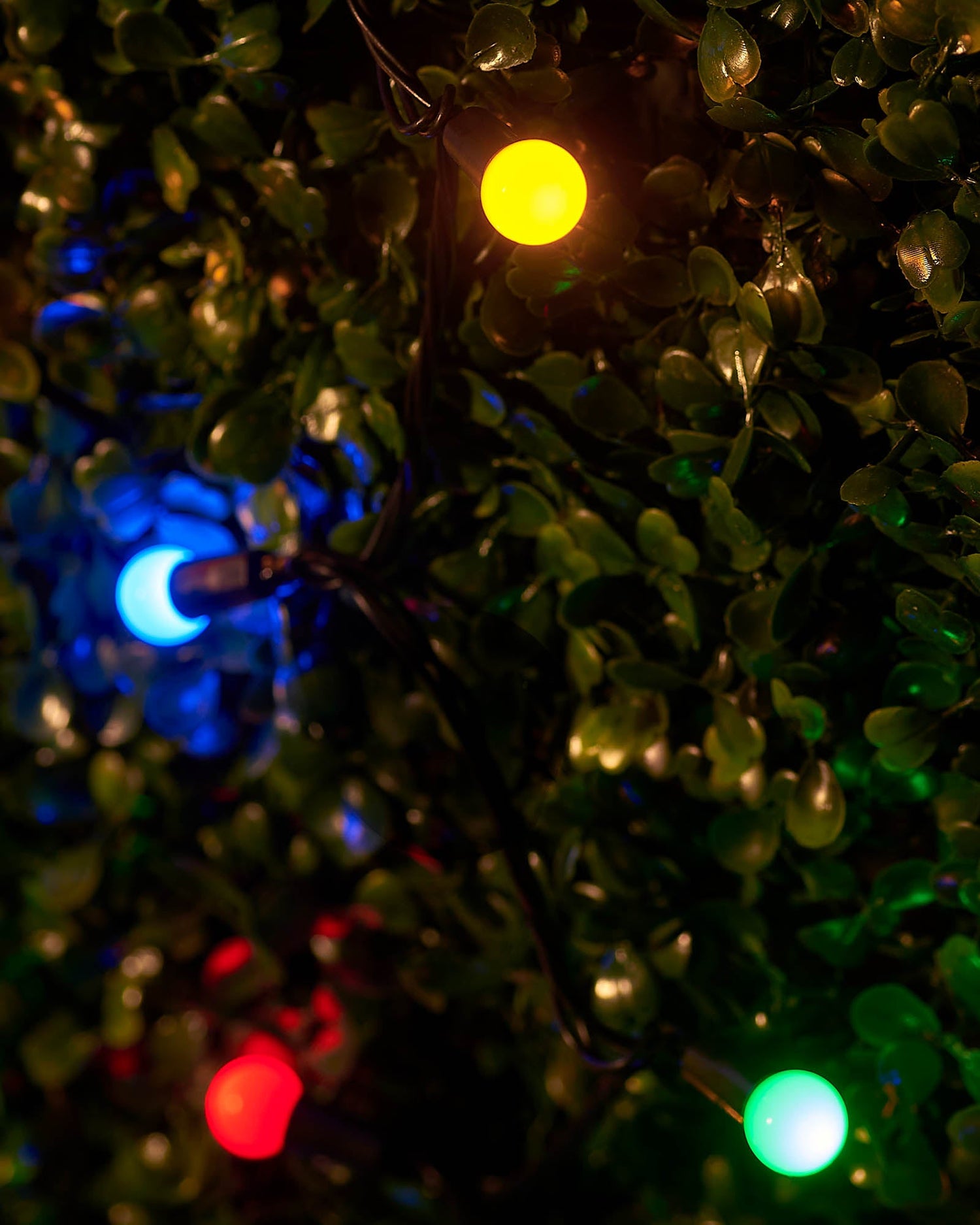 LED Berry Lights, Black Cable, Multi Colour