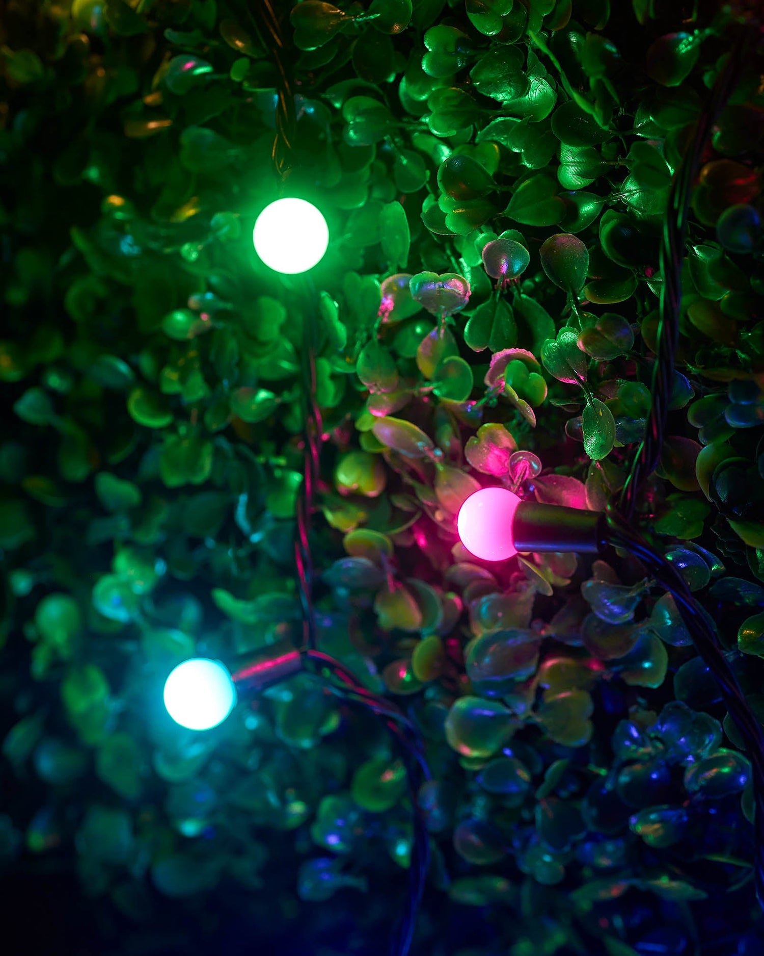 LED Berry Lights, Black Cable, Pastel Colour