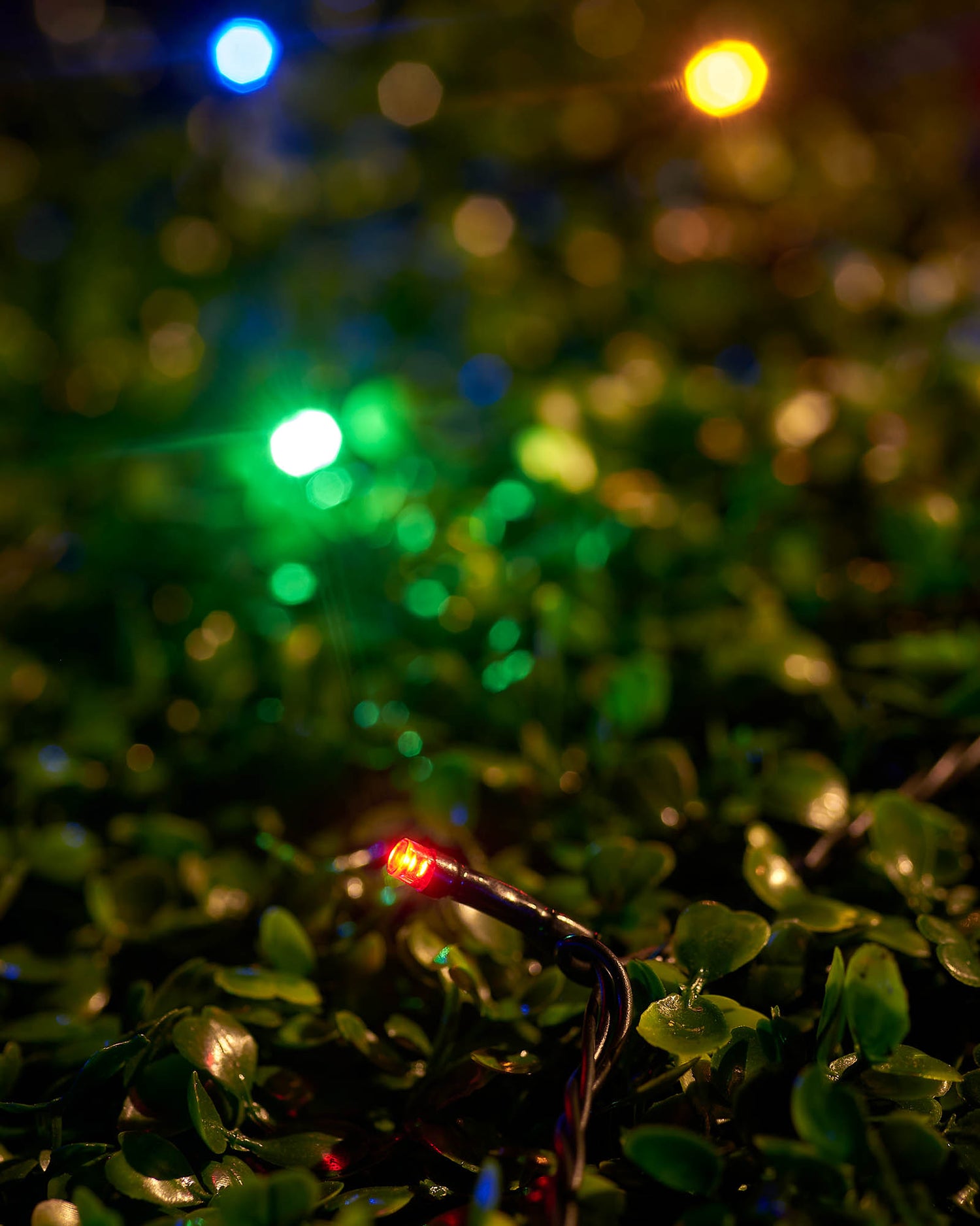 LED String Lights, Black Cable, Multi Colour