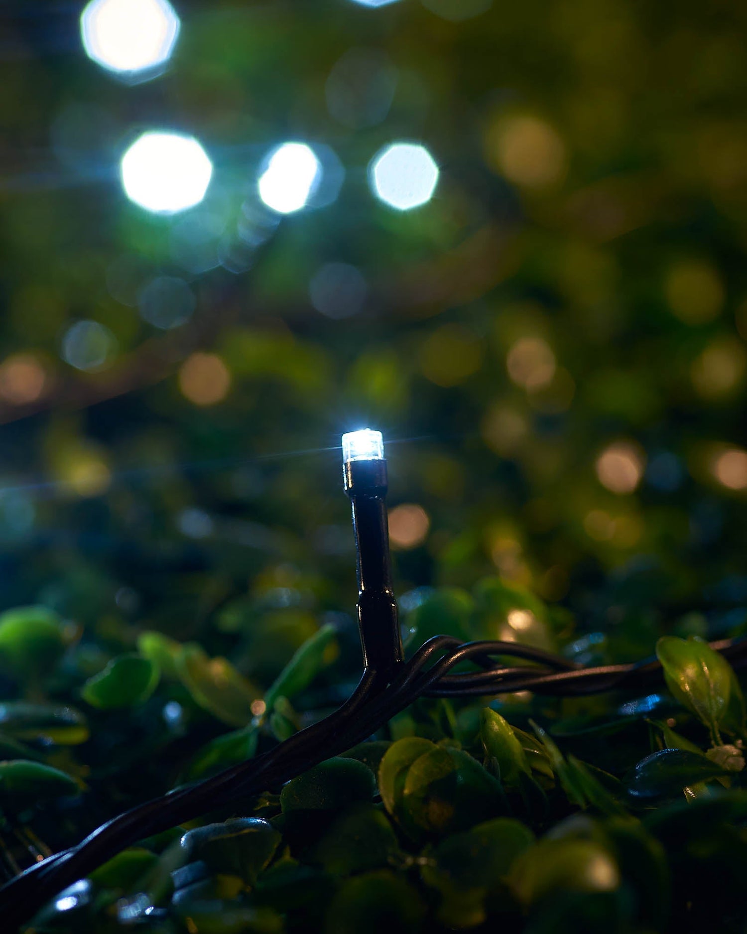 LED String Lights, Black Cable, White
