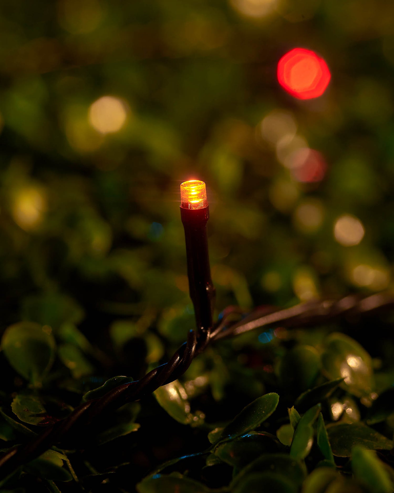 LED String Lights, Black Cable, Autumn Colour - 4 m