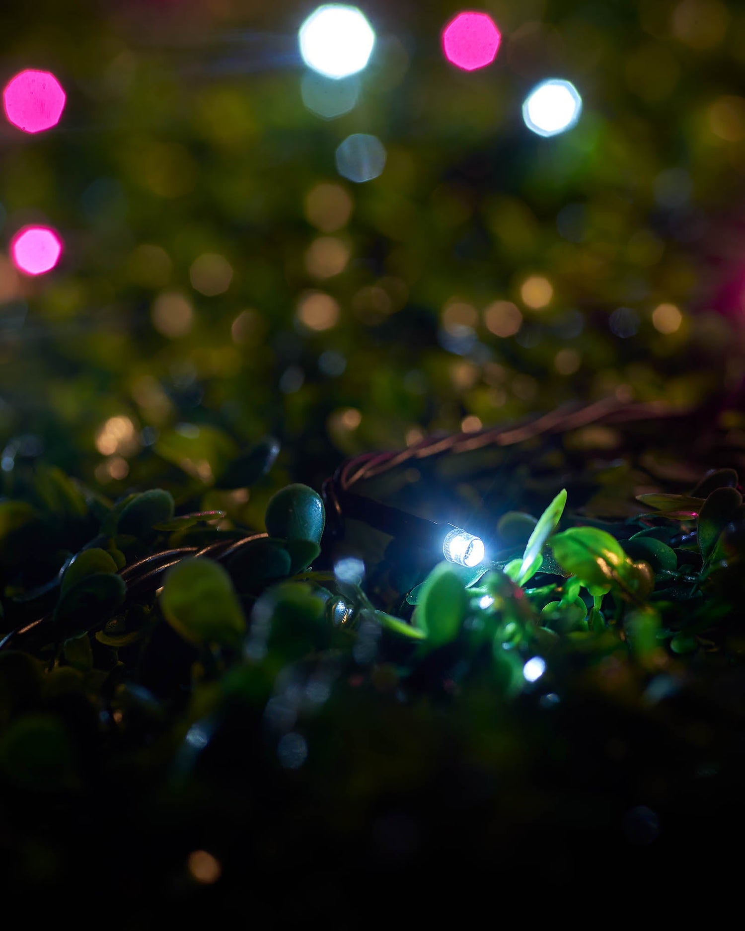 LED String Lights, Black Cable, Pink / White