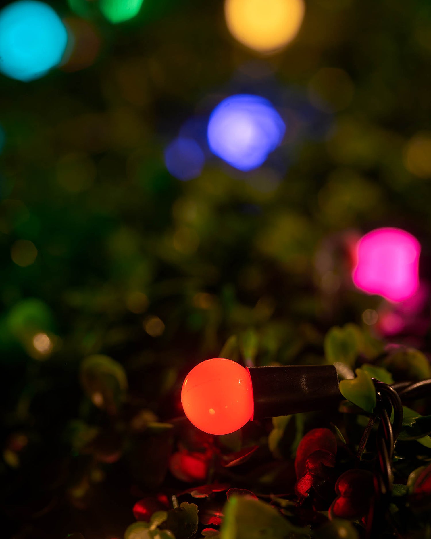 LED Berry Lights, Black Cable, Pastel Multi Colour - 8 m