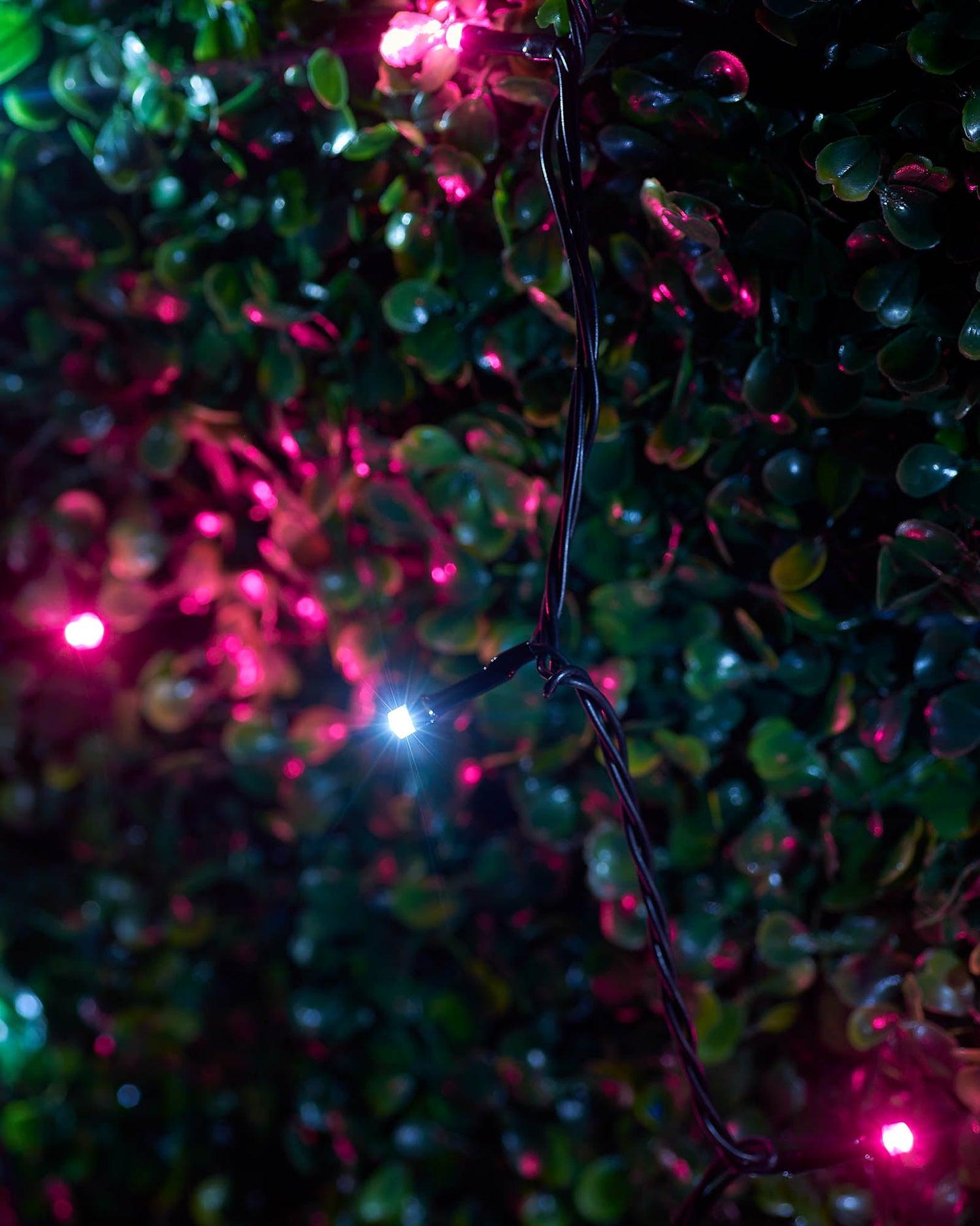 LED String Lights, Black Cable, Pink / White