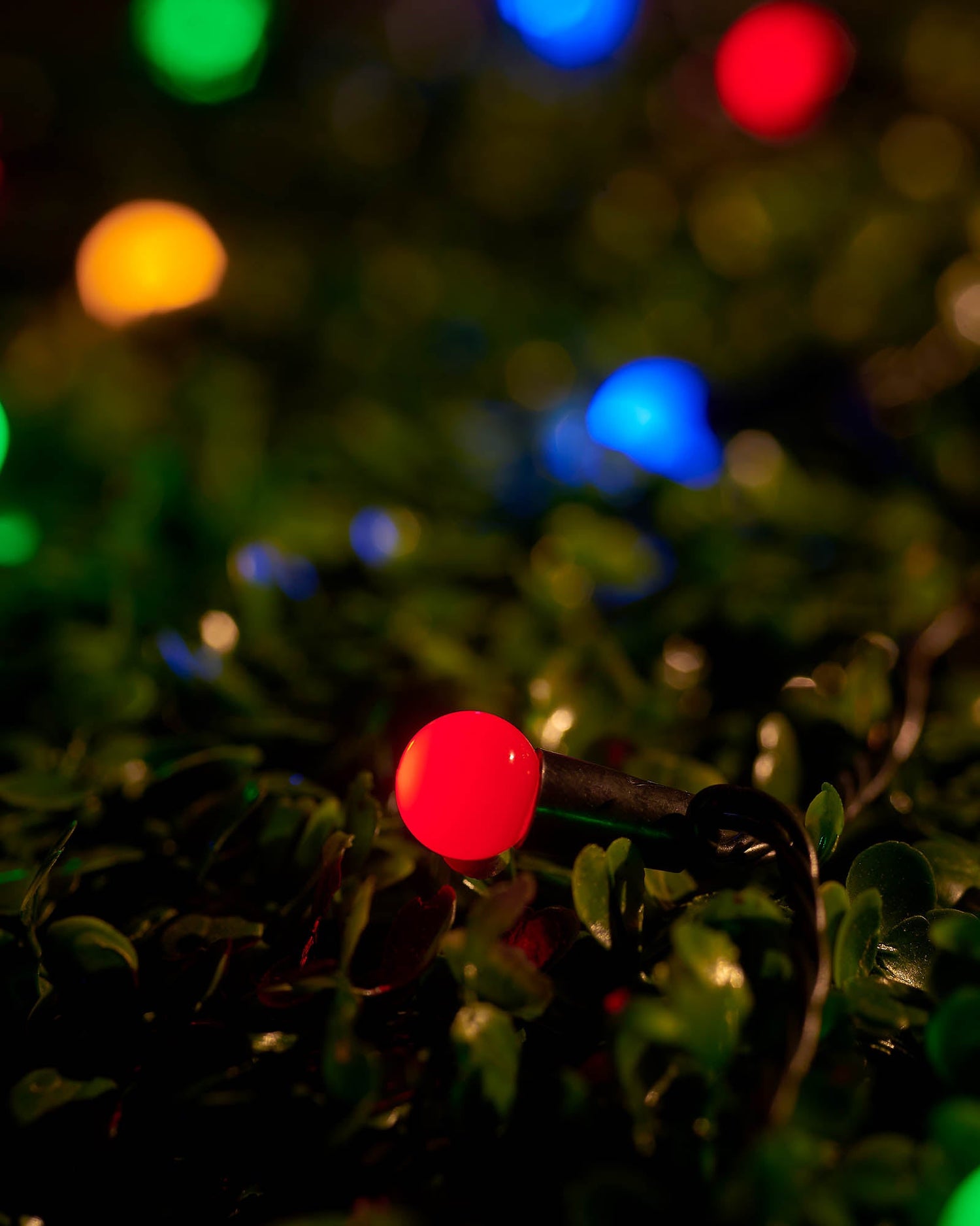 LED Berry Lights, Black Cable, Multi Colour